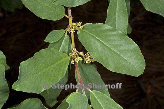 frangula rubra ssp rubra 3 graphic